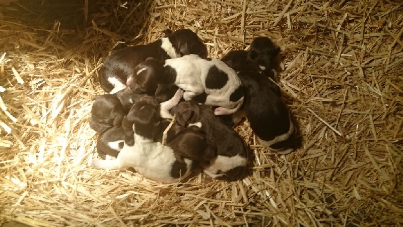 Chiots (portée du 17.08.15)