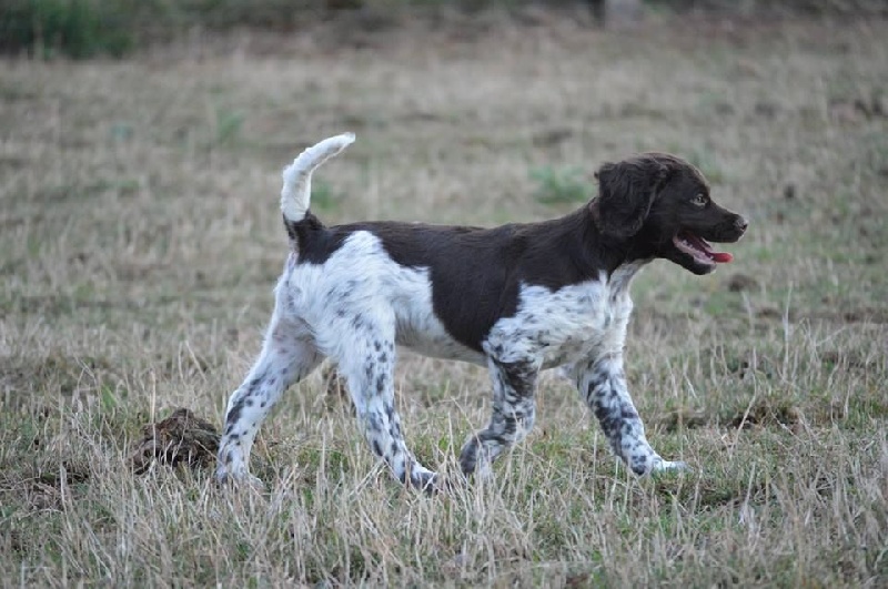 Chiots (portée du 28.05.14)